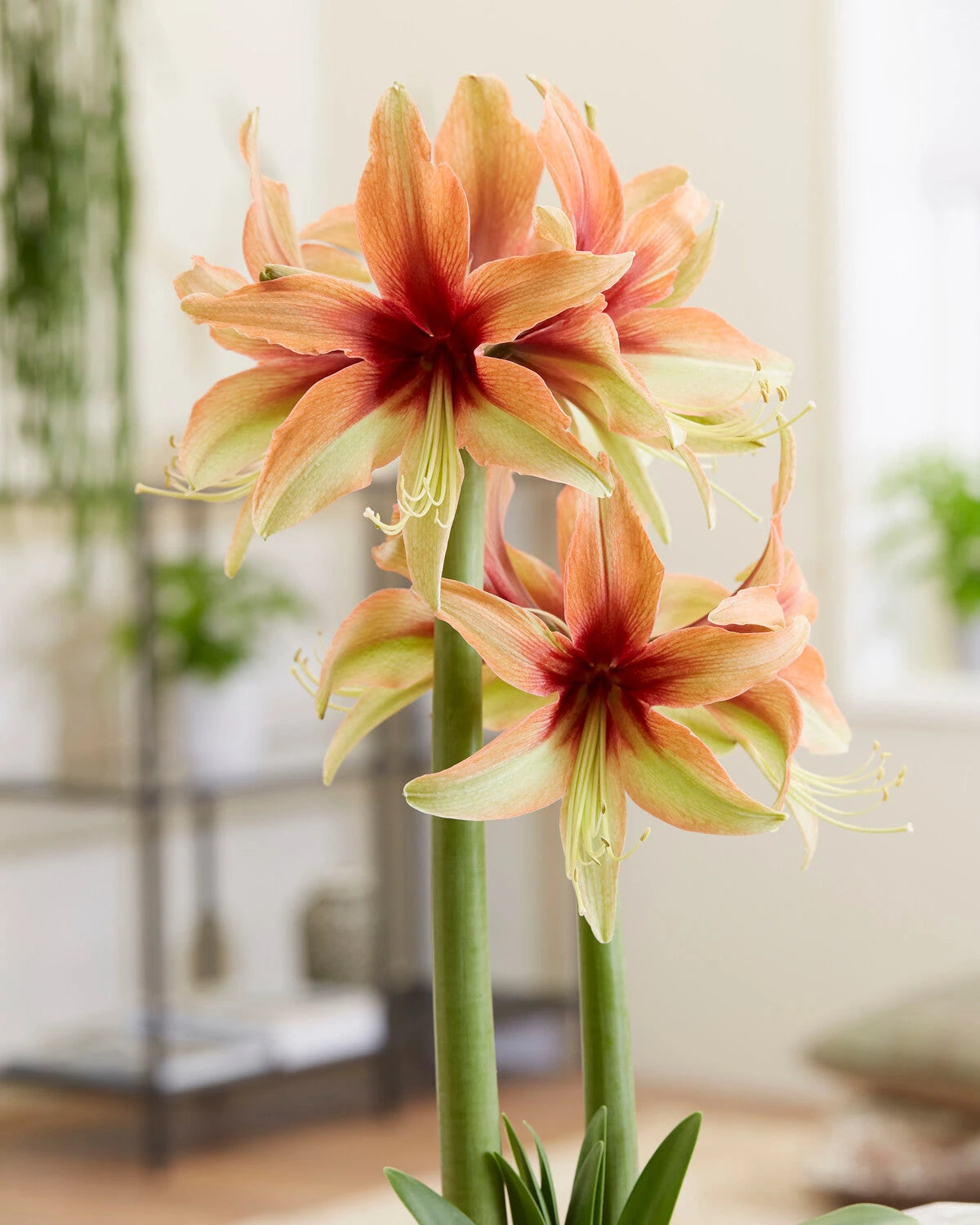 Orange-Green Hippeastrum Flower seeds blooming in flower beds, containers, borders, and pollinator-friendly gardens