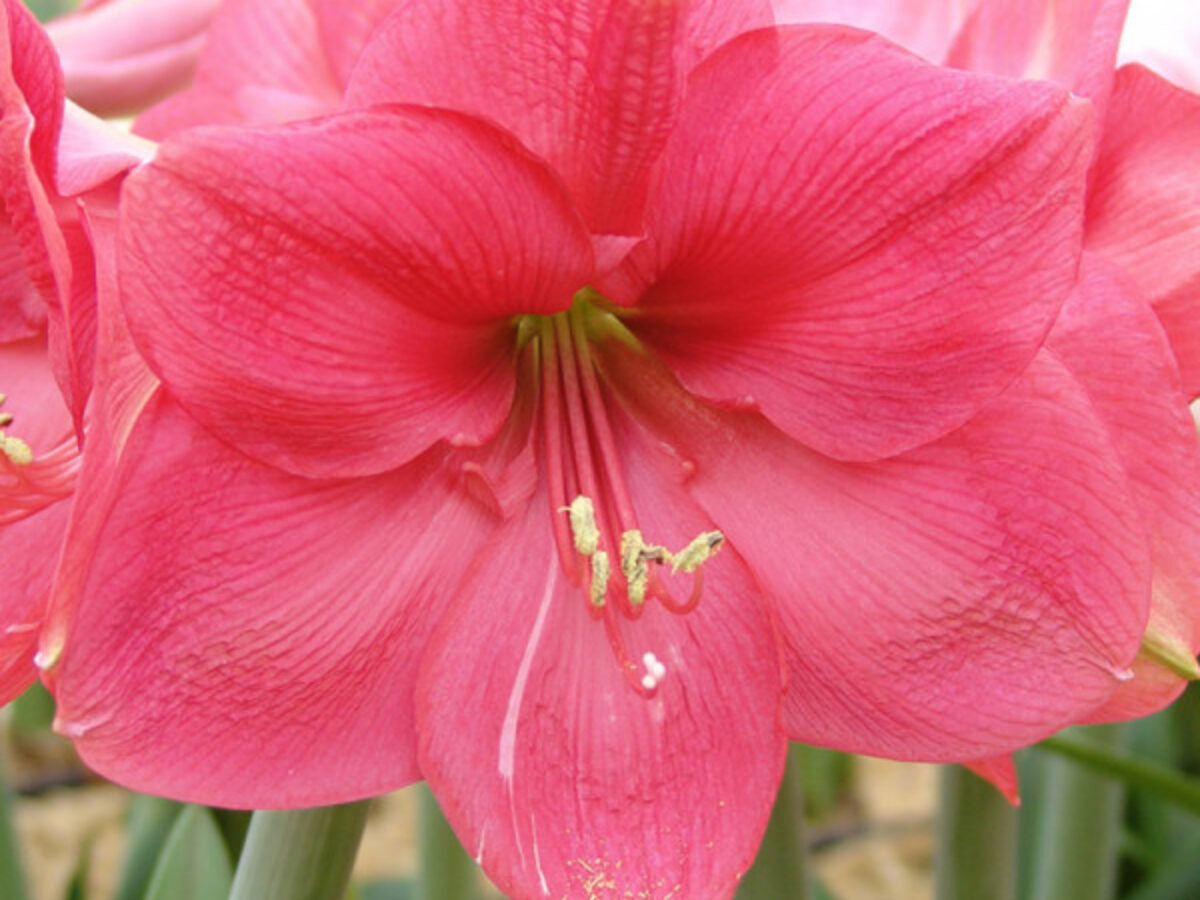 Pink Amaryllis Barbados Flower Seeds for Planting Drought Tolerant Heirloom & GMO Free Seeds for Home Garden
Sale
