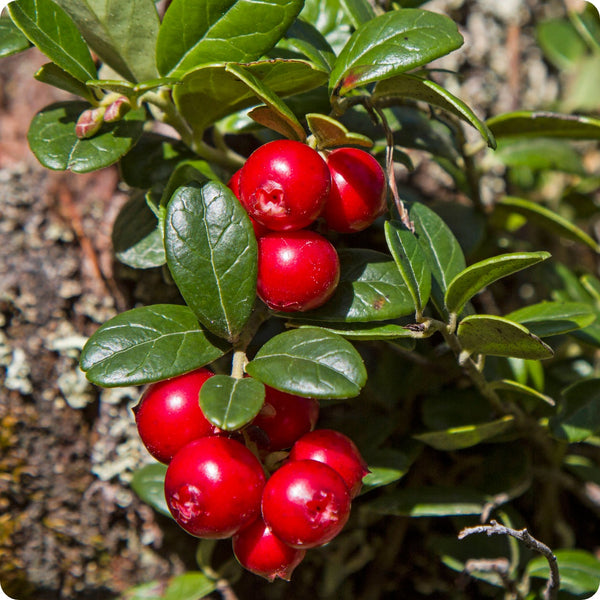 American low bush cranberry seeds Vaccinium macrocarpon hardy edible berry plant