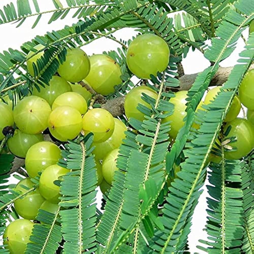 Fresh Indian gooseberry fruit close-up