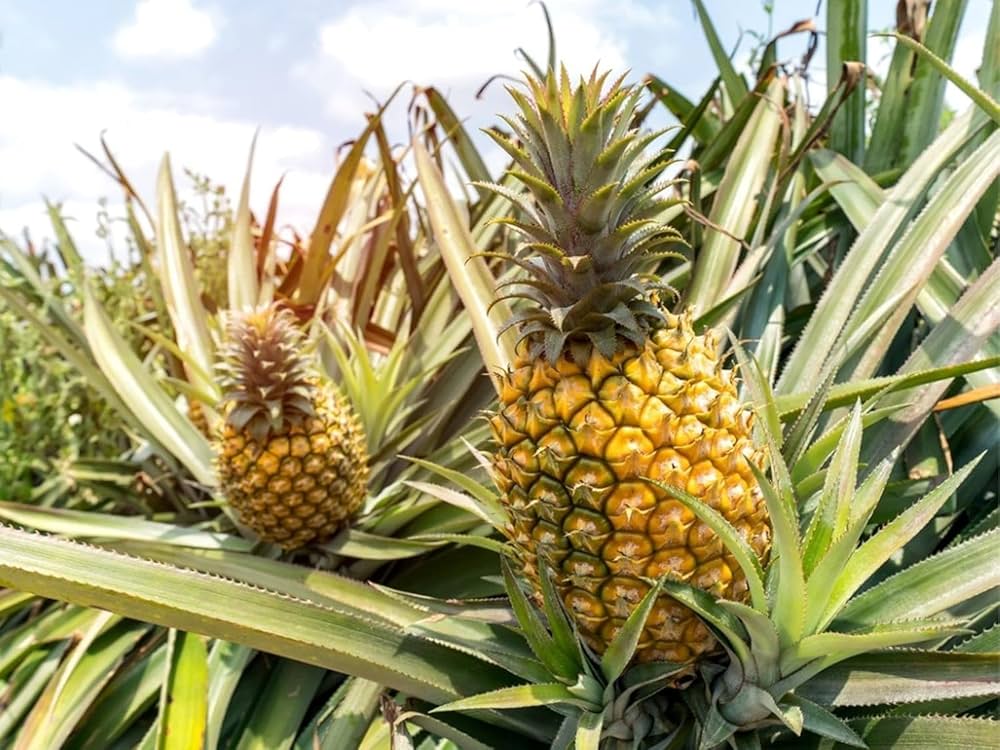 Ananas comosus seedlings sprouting