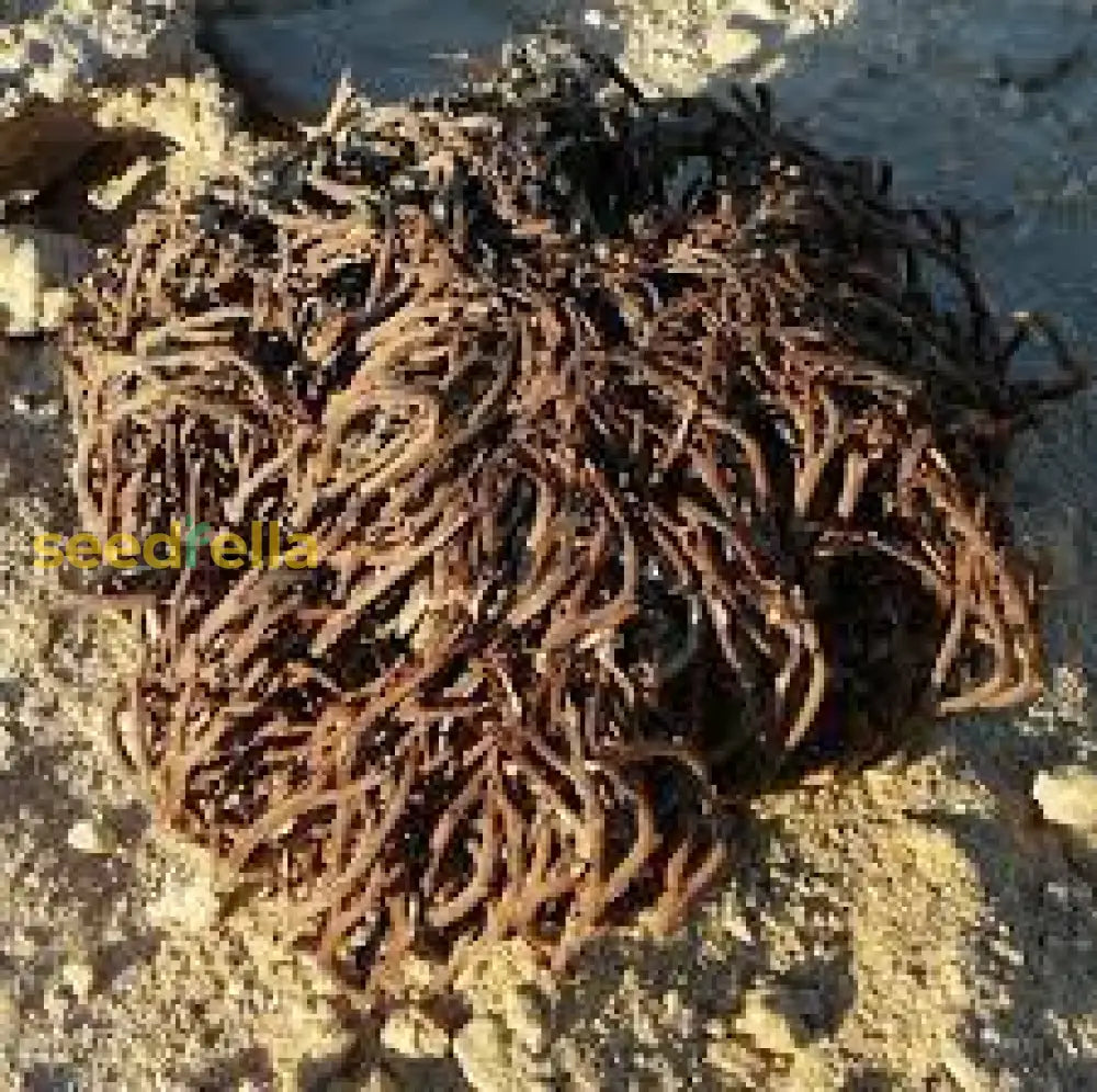 Anastatica Hierochuntica Planting Seeds For Resilient Growth