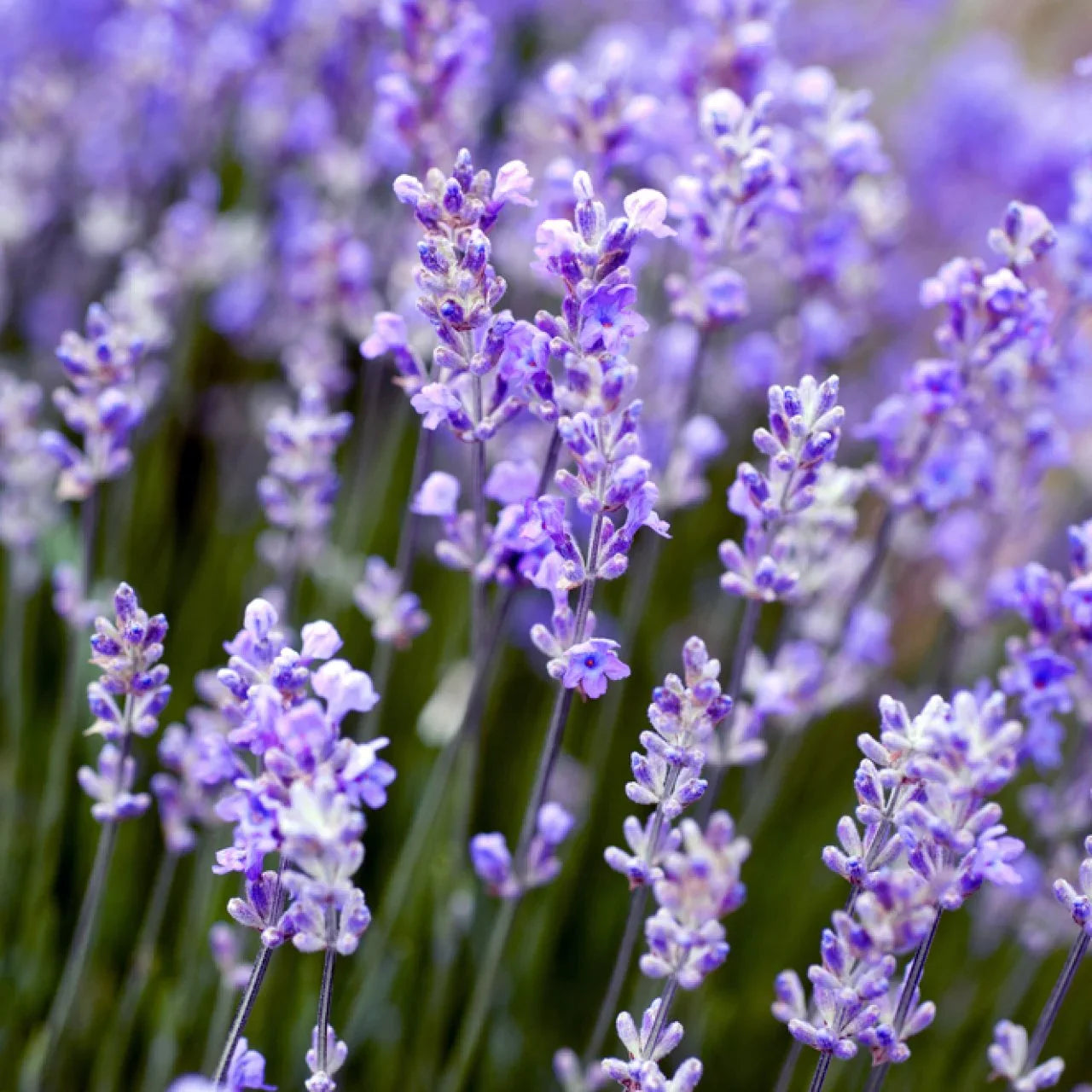 Angustifolia Flower Seeds for Planting Fragrant Blooms