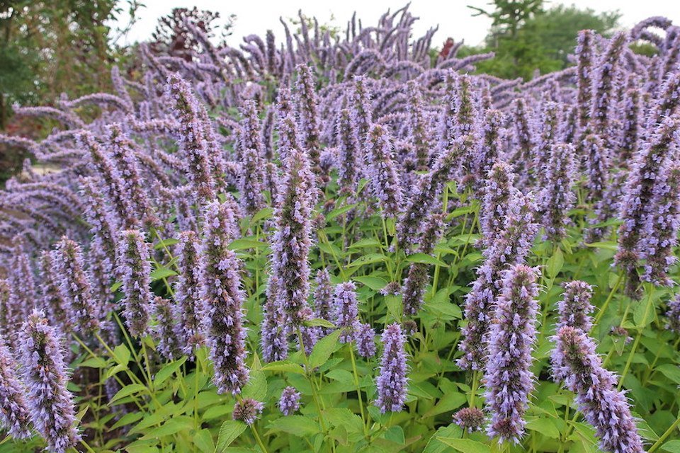 Violet Giant Hyssop Flower seeds for Planting - Wildflower Mix, Heirloom & GMO Free Seeds for Home Garden