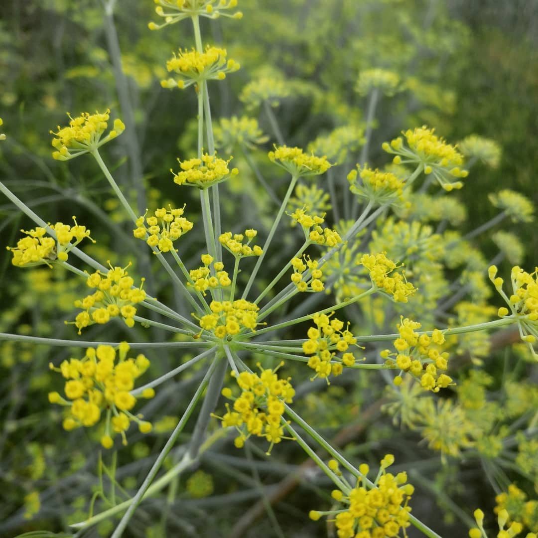 Anise Flower Planting Seeds for Home Gardens