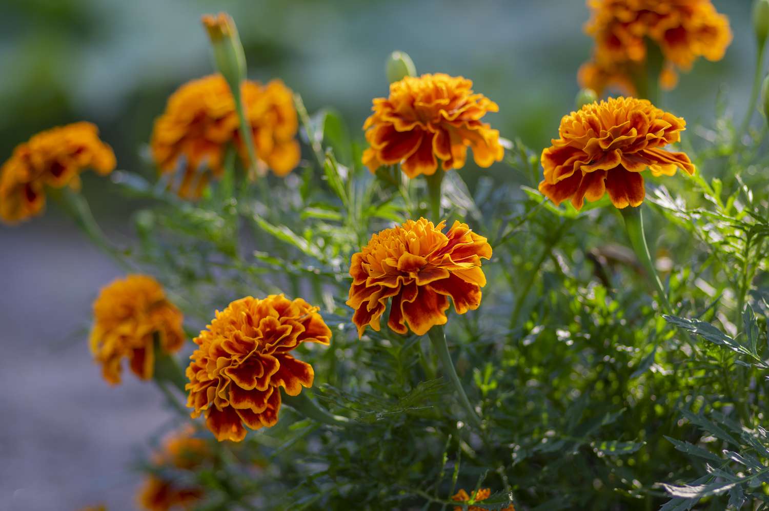 Marigold Mix Flower Seeds for Planting - Vibrant Annual Blooms - Evergrowseeds
