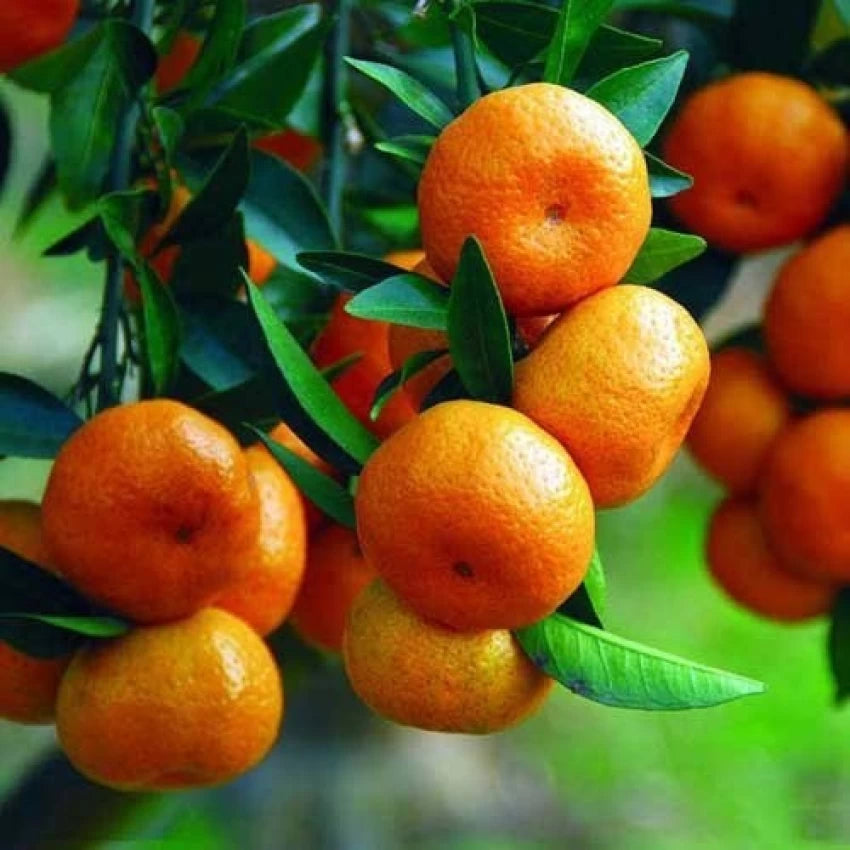 Orange Mandarin Seeds for Home Gardening Plant and Grow Fresh Oranges