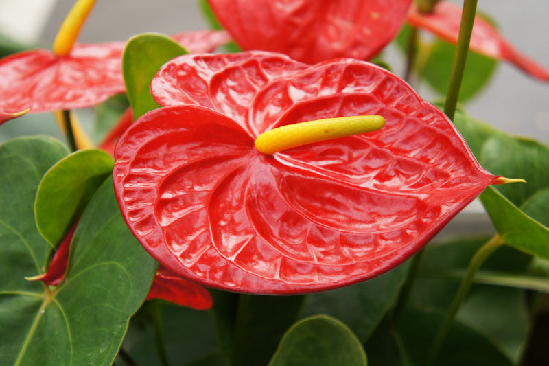 Anthurium Andraeanum Flower seeds for Planting - Premium Quality, Heirloom & GMO Free Seeds for Home Garden