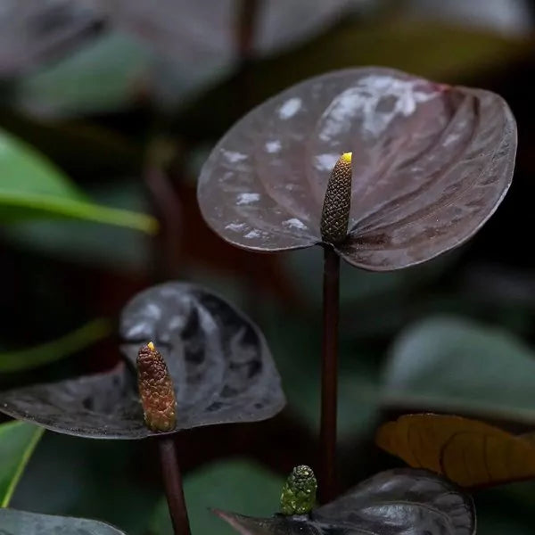 Anthurium Andraeanum Black Variety