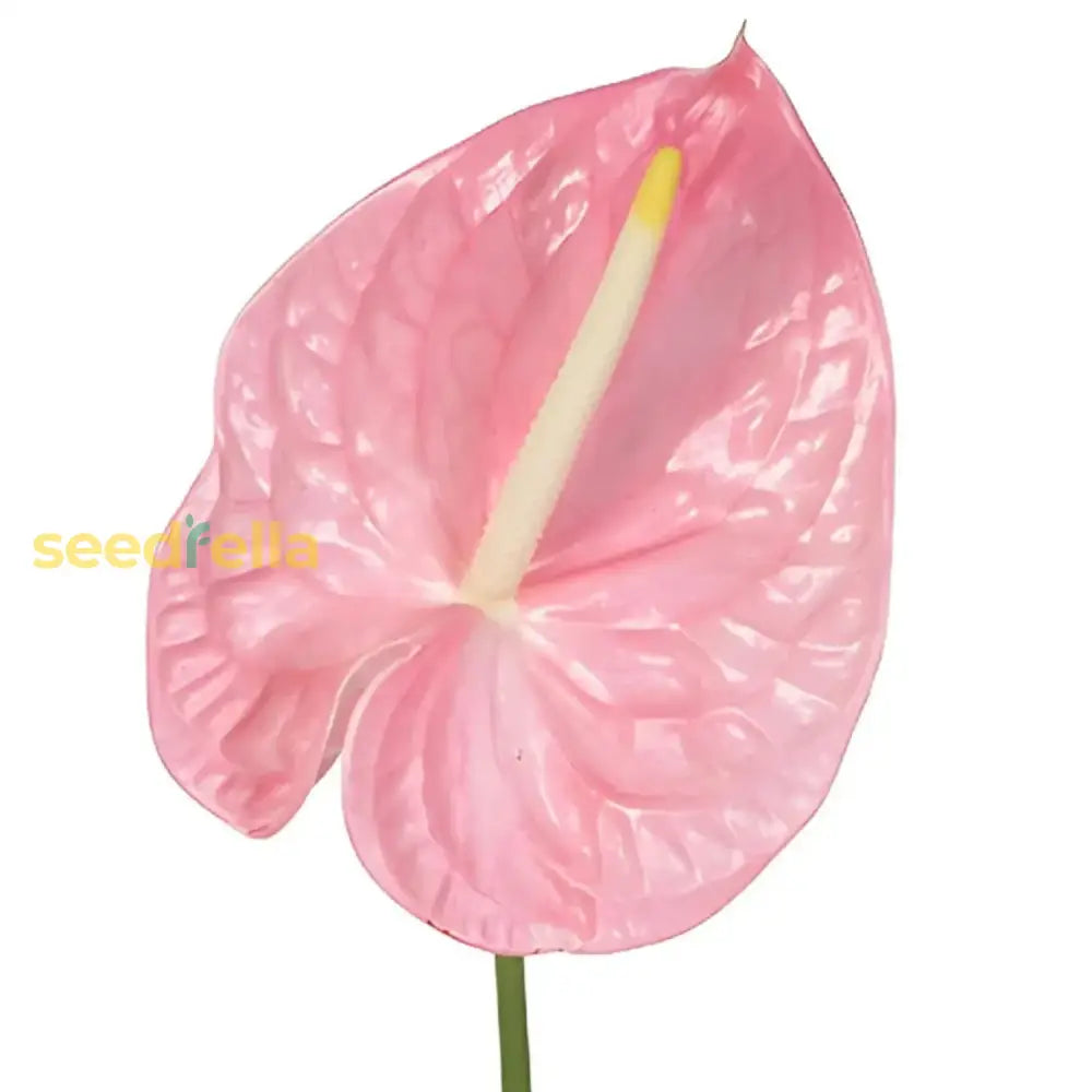 Anthurium Pink Flower Seeds Perennial Planting