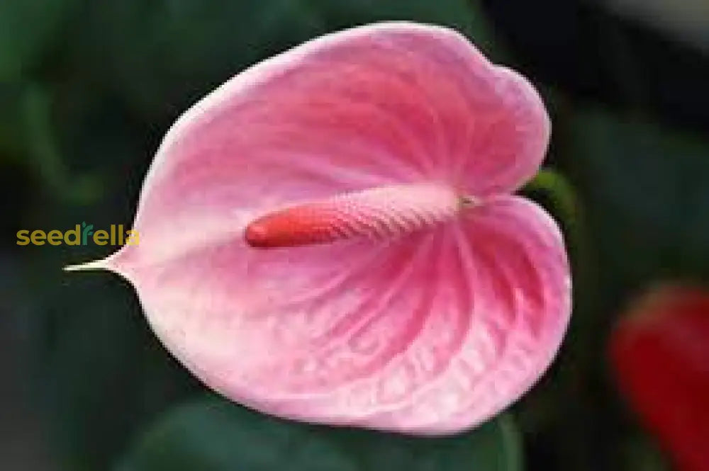 Anthurium Pink Flower Seeds Perennial Planting