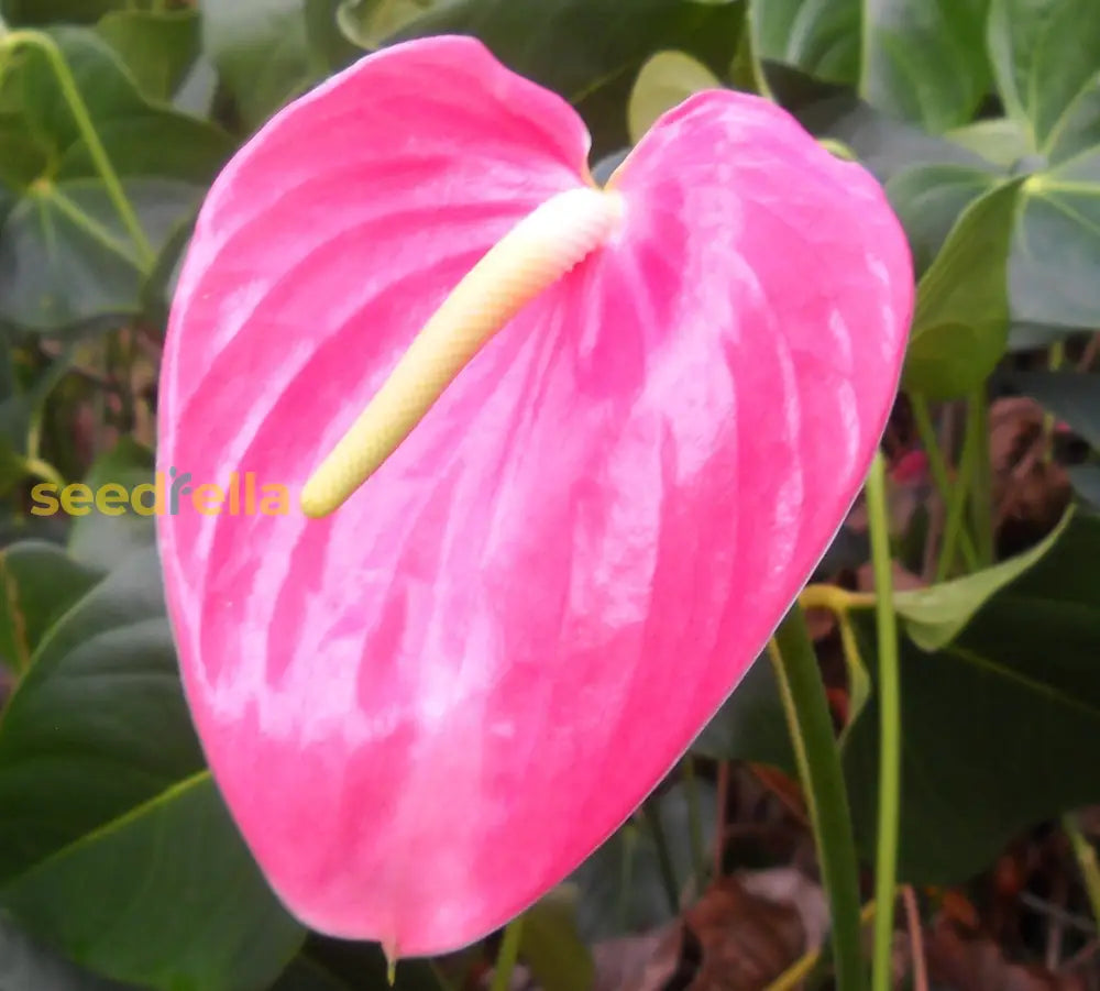 Anthurium Pink Flower Seeds Perennial Planting