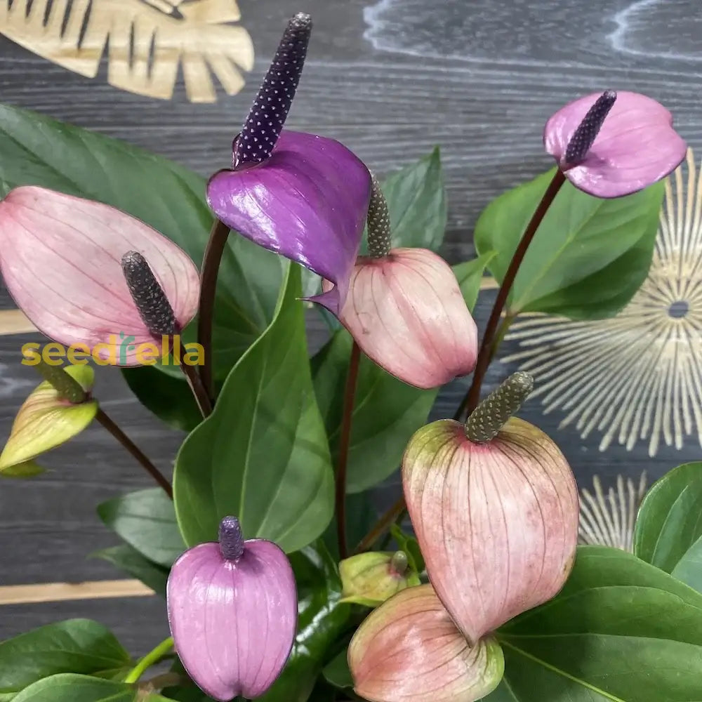 Anthurium Purple Flower Seeds Ideal For Year-Round Planting Plant Seeds