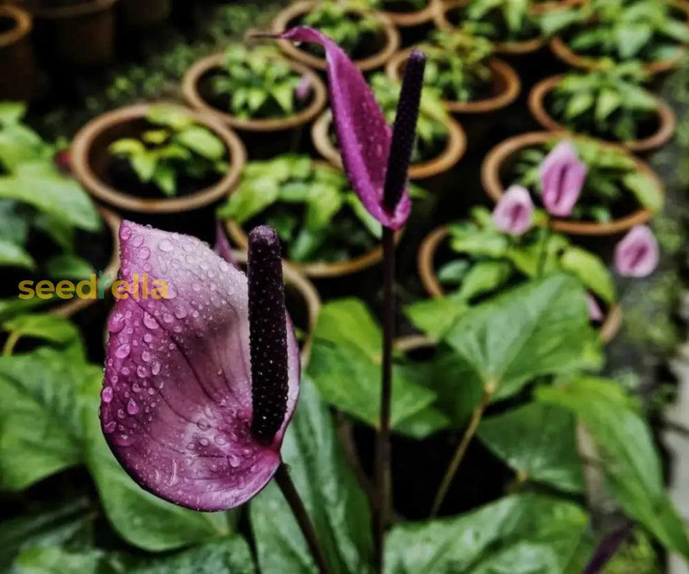 Anthurium Purple Flower Seeds Ideal For Year-Round Planting Plant Seeds