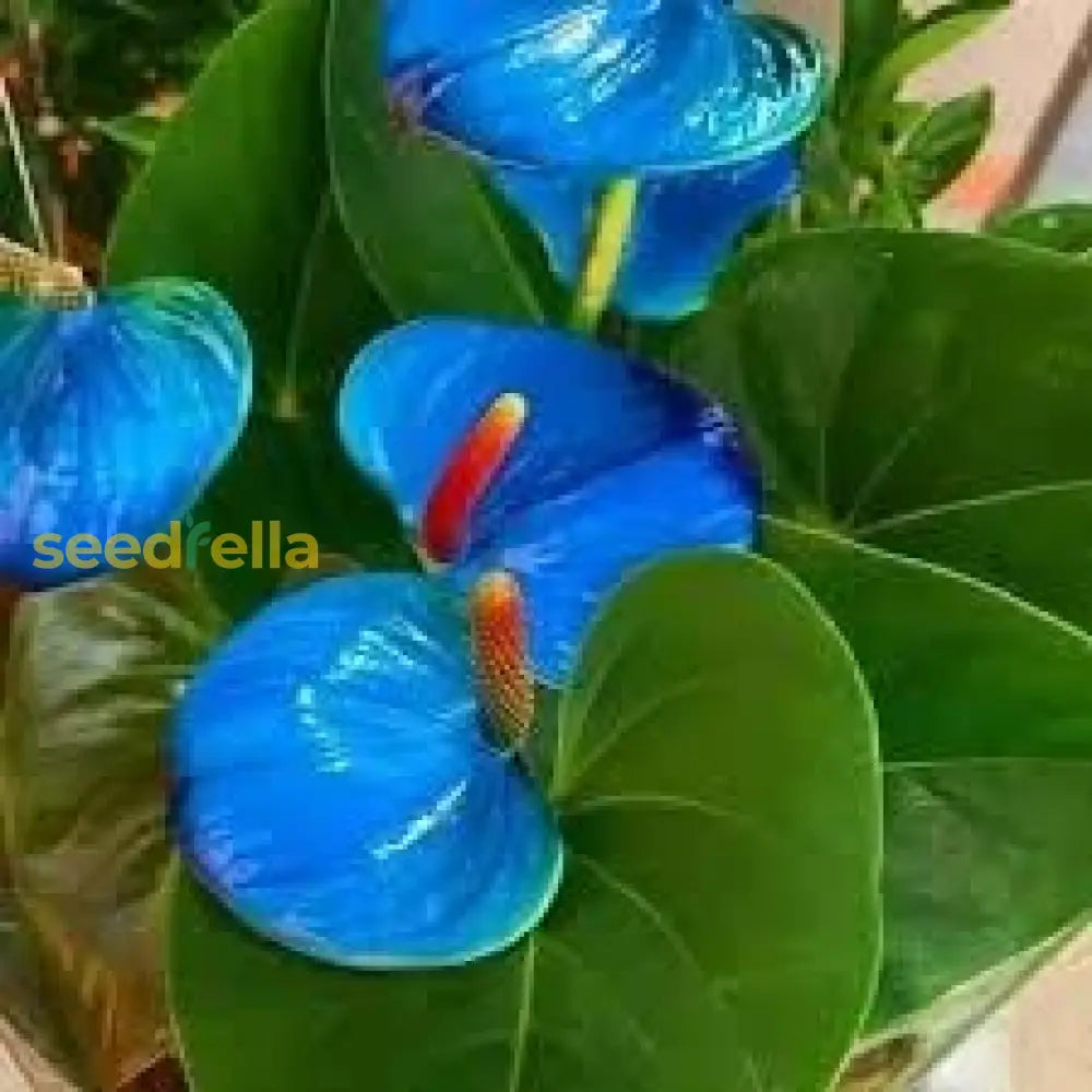 Anthurium Seeds For Vibrant Flowering Plants