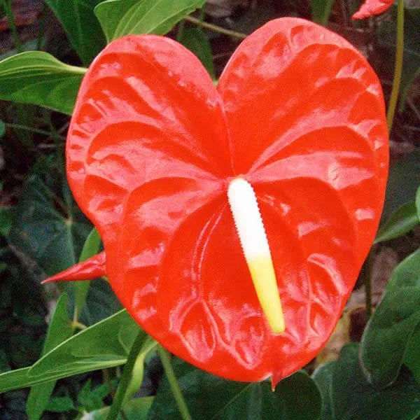 Anthurium Flower seeds for Planting Drought Tolerant Heirloom & GMO Free Seeds for Home Garden