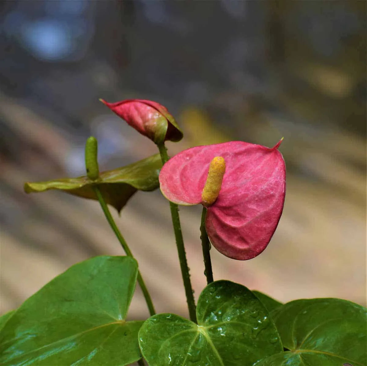 Soft Pink Anthurium Flower Seeds for Planting Wildflower Mix Heirloom & GMO Free Seeds for Home Garden
Sale
