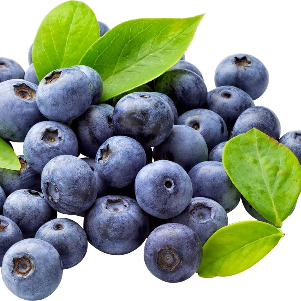 Heirloom Blueberry Seeds – Non-GMO Edible Fruit Plant for Backyard Gardens
