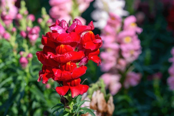 Light Red Antirrhinum Flower Seeds for Planting Cut Flower Favorite Heirloom & GMO Free Seeds for Home Garden
Sale