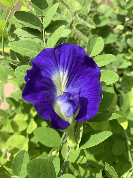 Planting Guide for Blue Clitoria Flower Seeds