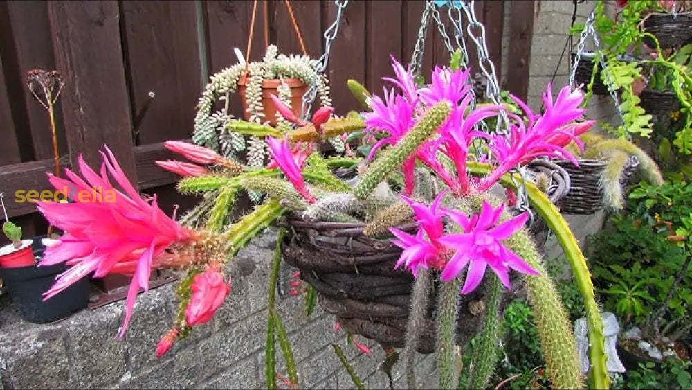Aporocactus Flower Seeds For Garden Planting