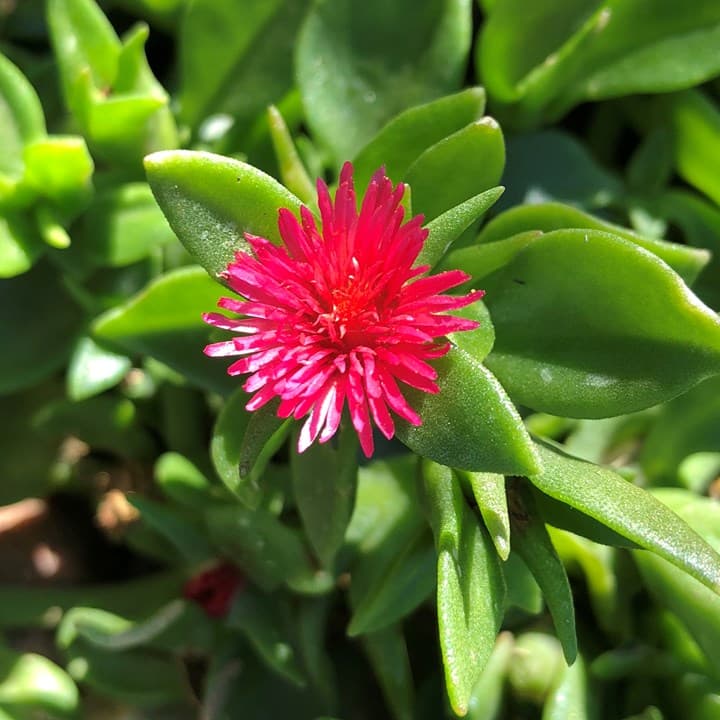Aptenia Baby Sun Rose seeds for planting colorful ground cover