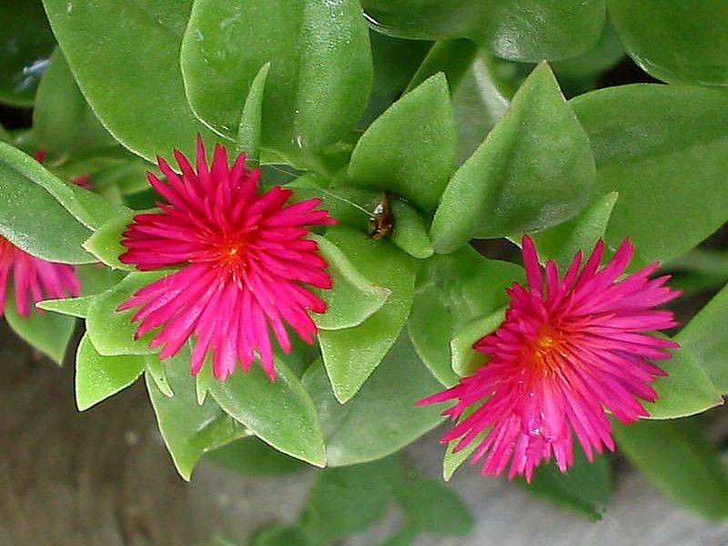 Trailing Aptenia plants grown from premium seeds