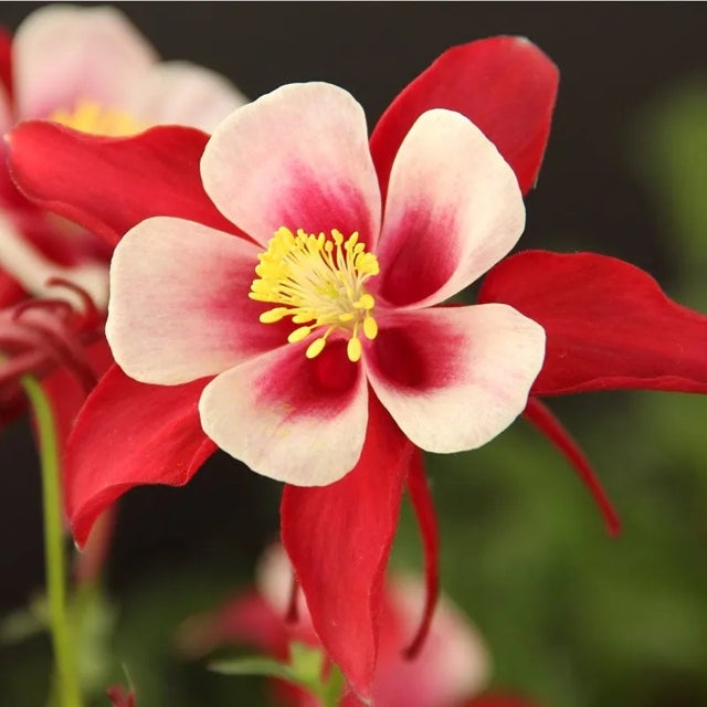 Columbine Flower seeds for Planting Easy to Grow Heirloom & GMO Free Seeds for Home Garden
Sale for planting in home garden