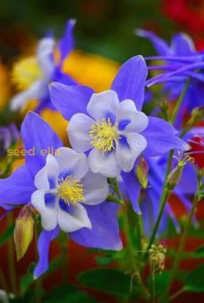 Aquilegia Coerulea Seeds For Planting - Blue & White Flowers Flower