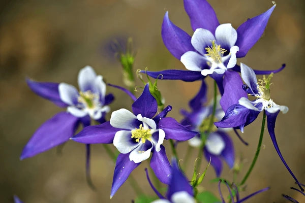 Aquilegia Flower seeds for Planting - Colorful Display, Heirloom & GMO Free Seeds for Home Garden