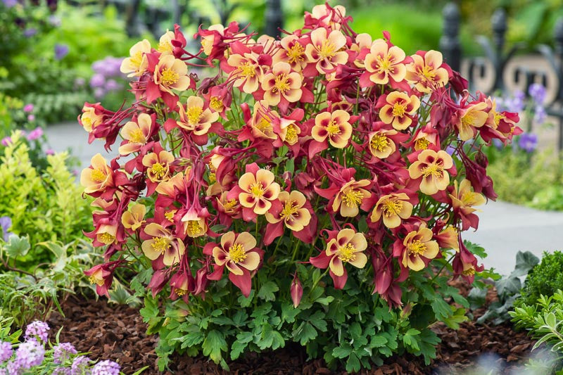 Red Yellow Aquilegia Flower seeds for Planting - Pollinator Friendly, Heirloom & GMO Free Seeds for Home Garden