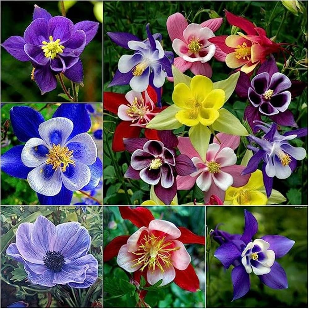 Aquilegia flowers growing along a garden border