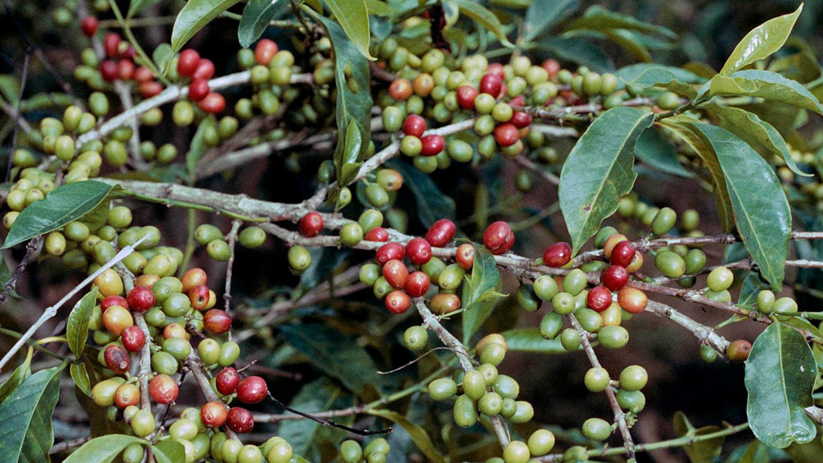 Arabica coffee tree seeds growing as indoor ornamental plant