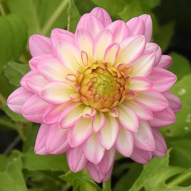 Pale Pink Two Color Dahlia Flower Seeds blooming in flower beds, containers, borders, and pollinator-friendly gardens
