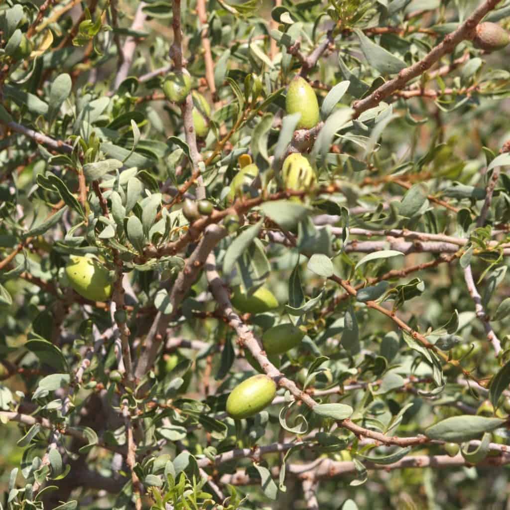 Argan Tree Seeds for Planting in Morocco