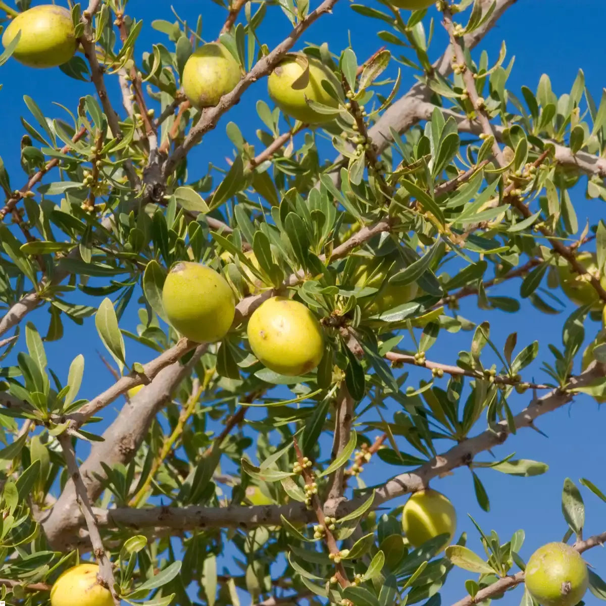 Argania Spinosa Fruit Seeds - Easy Planting
