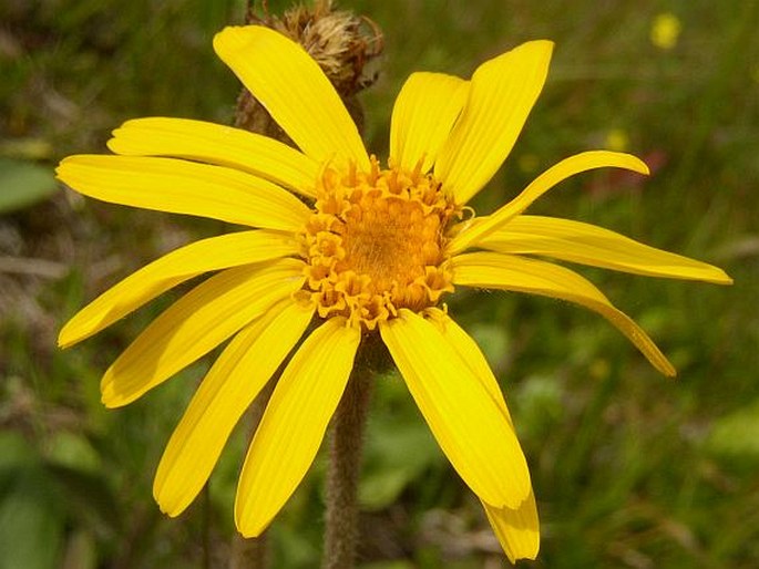 Arnica Montana Medicinal Flower Seeds growing in herb gardens, raised beds, containers, and outdoor planting spaces