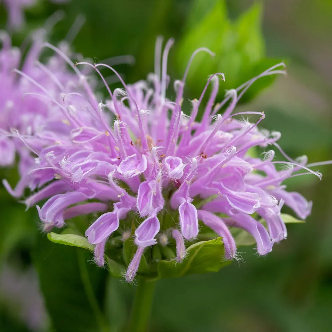 Wild Bergamot Herb Seeds – Organic Bee Balm for Pollinator-Friendly Home Gardens
