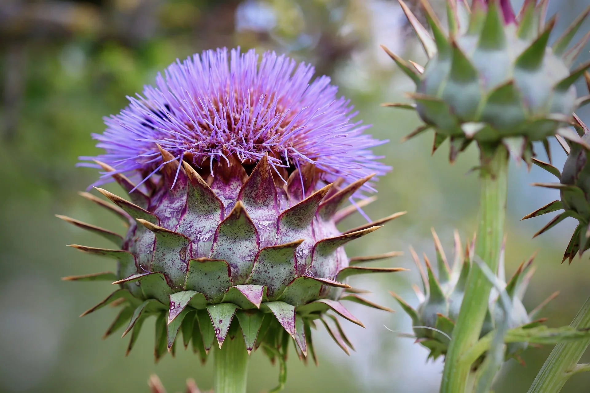 Blue Cardoon Flower Seeds for Easy Planting