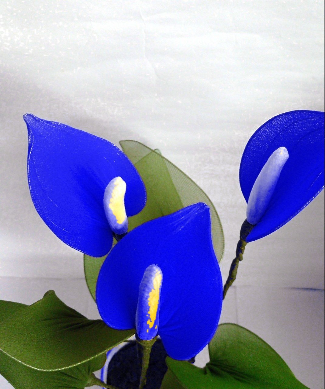 Blue Anthurium Perennial Flower Seeds for Planting Fragrant Blossoms Heirloom & GMO Free Seeds for Home Garden Sale