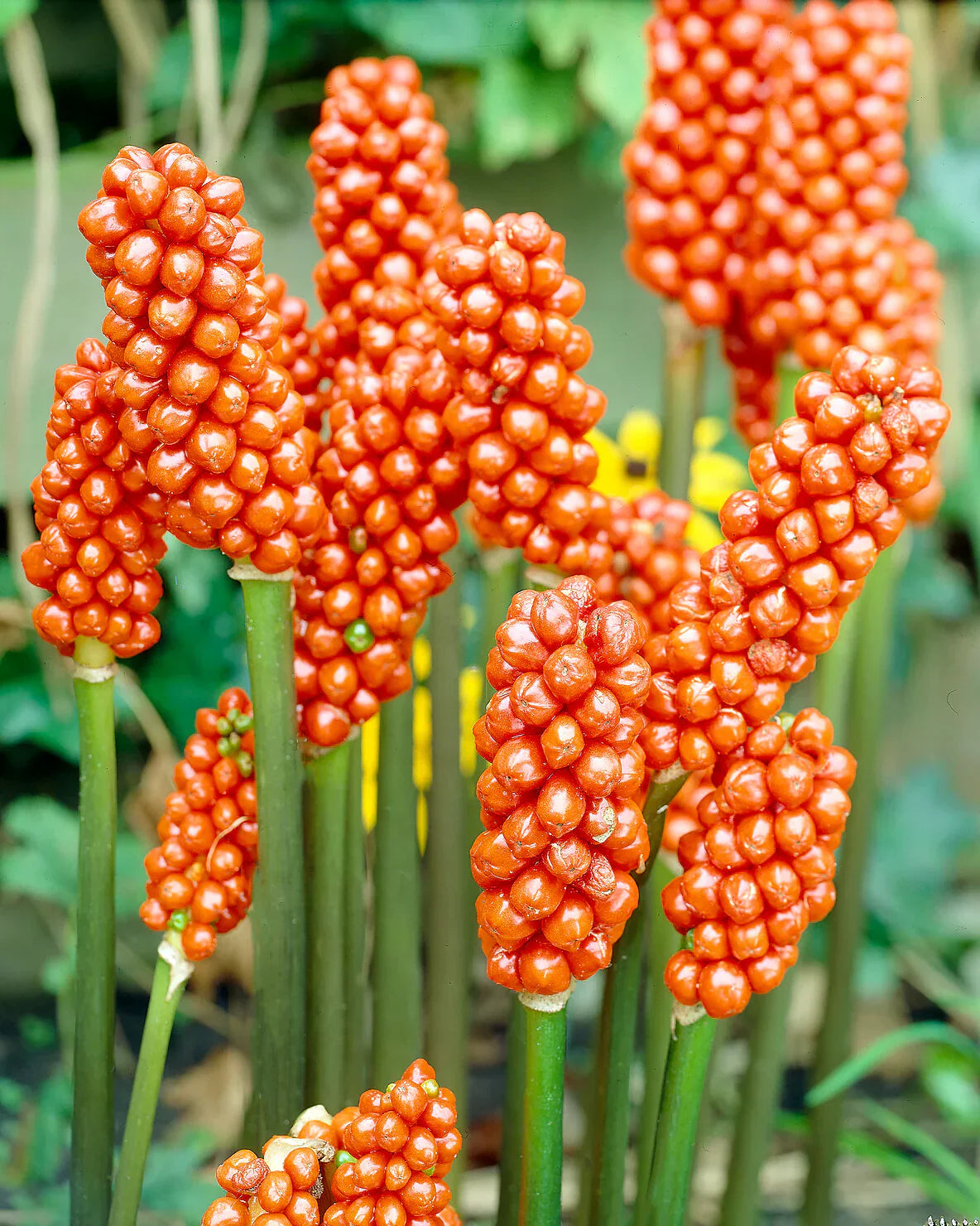 Red Italicum Plant Seeds Planting Collection