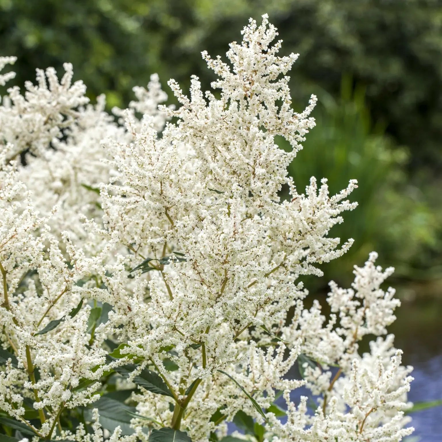 White Sumac Flower seeds for Planting - Drought Tolerant, Heirloom & GMO Free Seeds for Home Garden