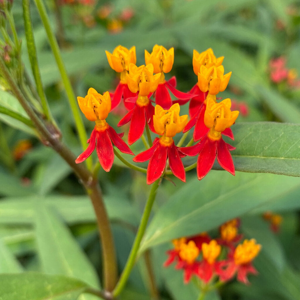 Asclepias Curassavica Flower seeds for Planting - Colorful Display, Heirloom & GMO Free Seeds for Home Garden