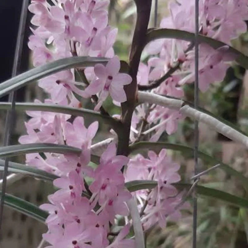 Baby Pink Ascocentrum Ampullaceum Seeds for Planting