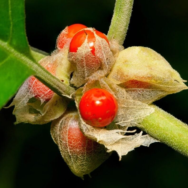 Orange Somnifera Flower seeds for Planting - Bright Blooms, Heirloom & GMO Free Seeds for Home Garden