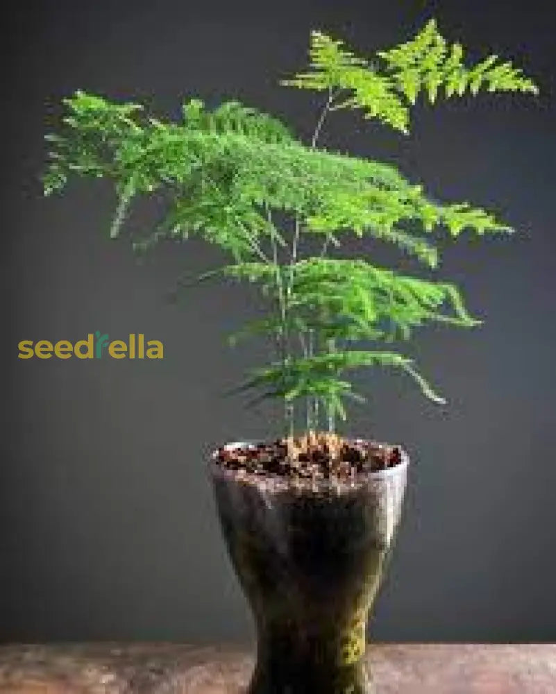 Asparagus Setaceus Seeds For Planting Green Plant Seeds