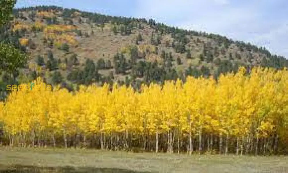 Aspen Tree Seeds For Planting Guide Plant Seeds