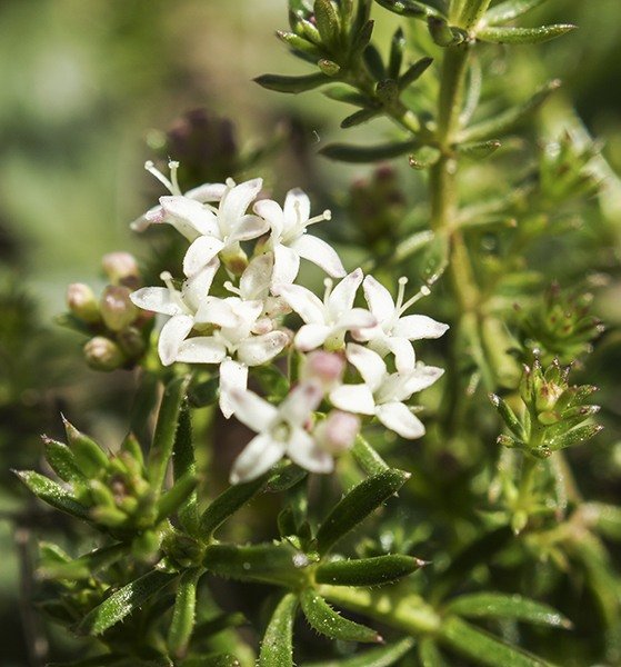 Asperula Flower seeds for Planting, Easy to Grow Heirloom & GMO Free Seeds for Home Garden Sale