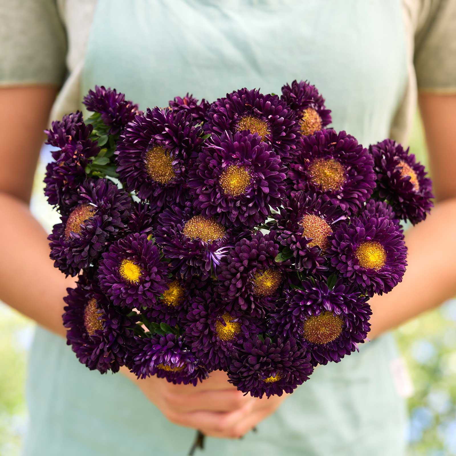 Dark Purple China Aster Flower Seeds for Planting Shade Tolerant Heirloom & GMO Free Seeds for Home Garden
Sale