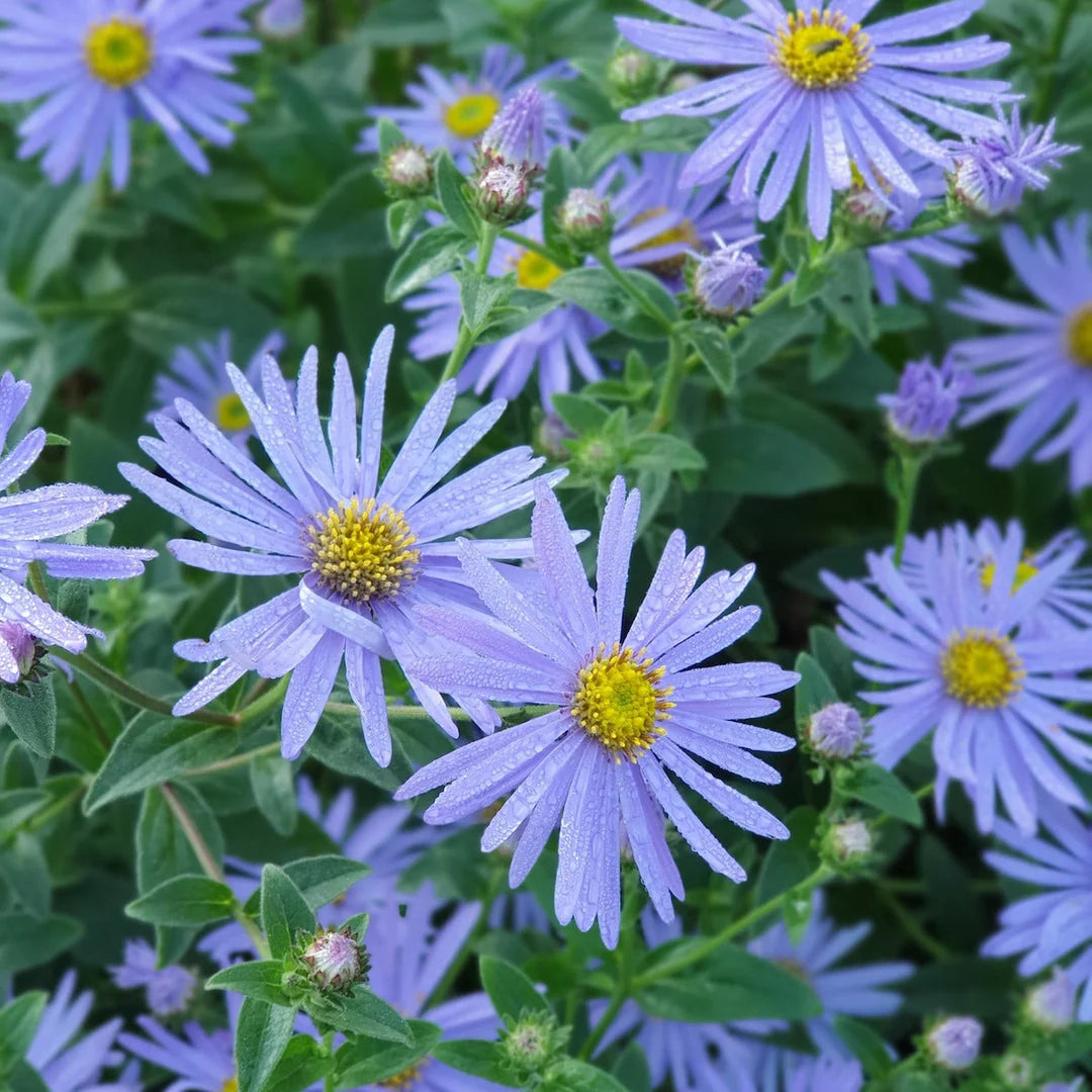 Blue Frikartii Flower Seeds for Planting - Evergrowseeds
